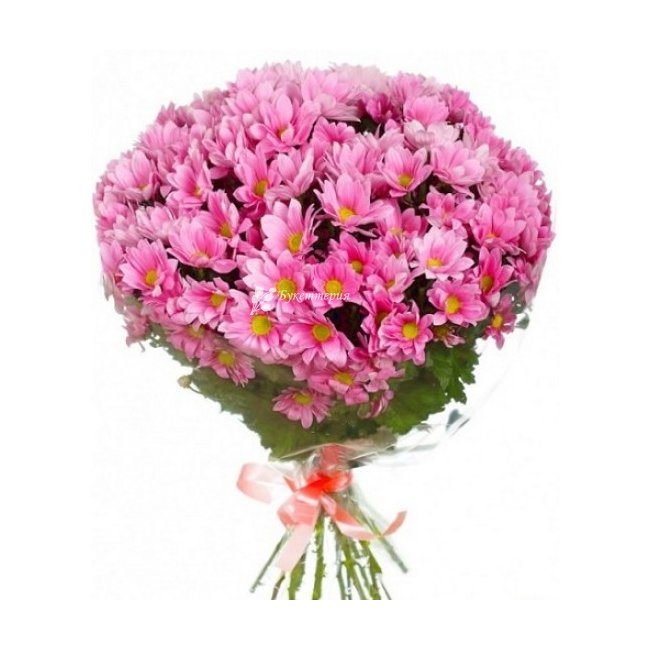 Розовые хризантемы - магазин цветов «Букеттерия» в Сочи